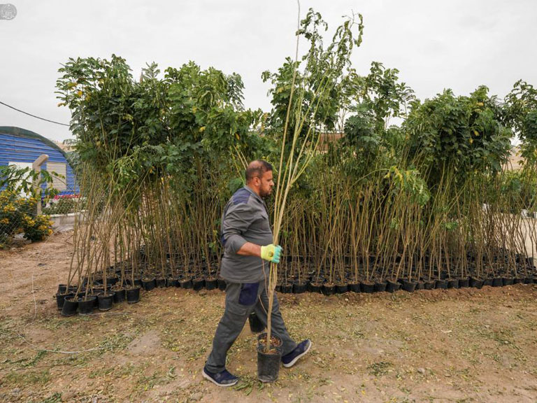 Shrine Plant Campaign