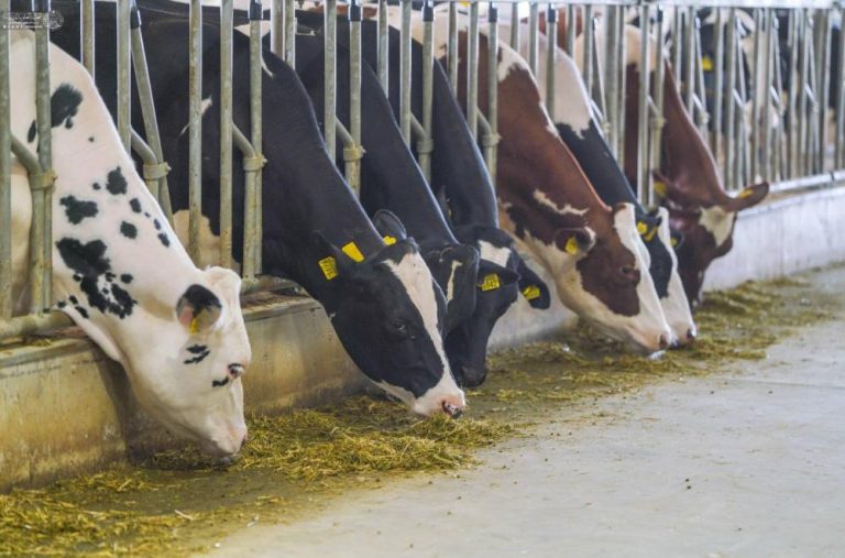 Holy Alawi Livestock Breeding